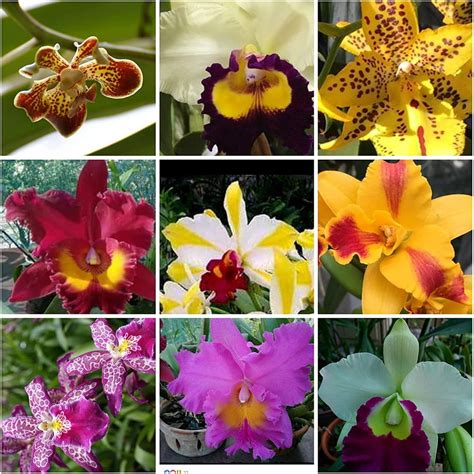 orchids for sale home depot.